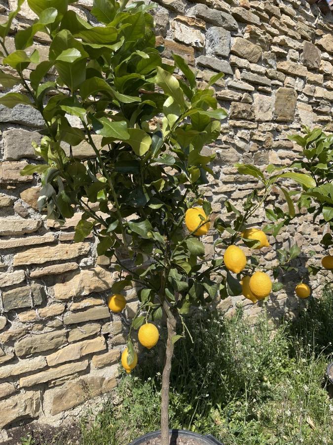 Foresteria Antica Bastia B&B 贝尔加莫 外观 照片
